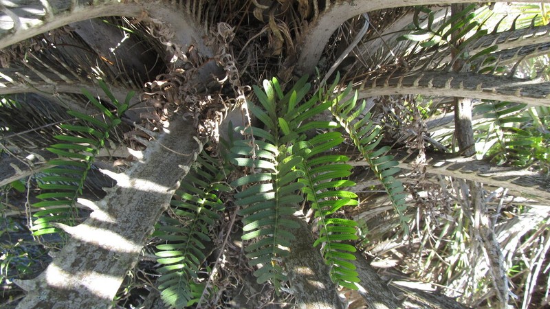 Serpocaulon catharinae
