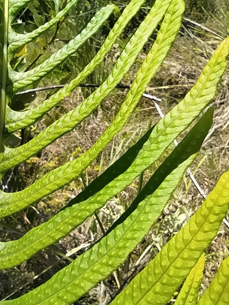 Serpocaulon catharinae photo 5
