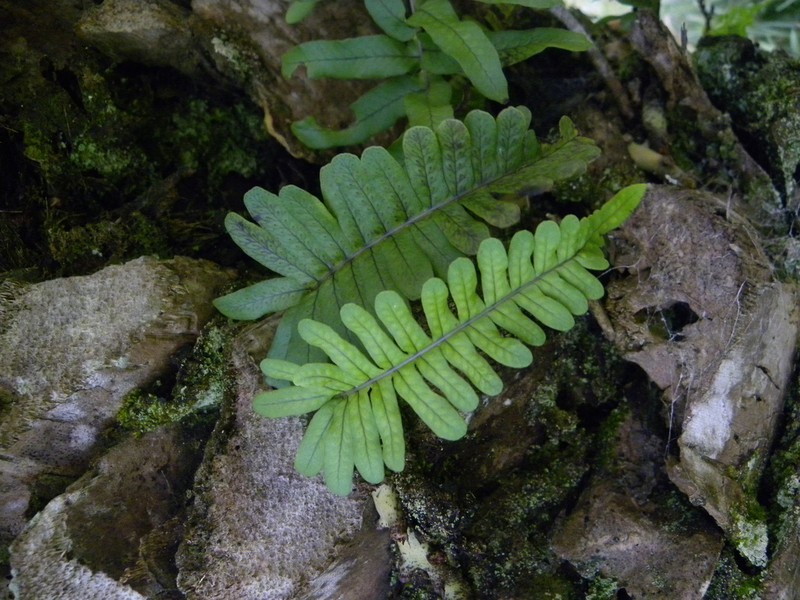 Serpocaulon catharinae photo 7