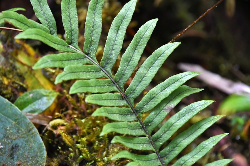 Serpocaulon concolorum