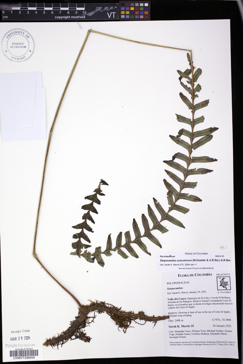 Serpocaulon concolorum photo 5