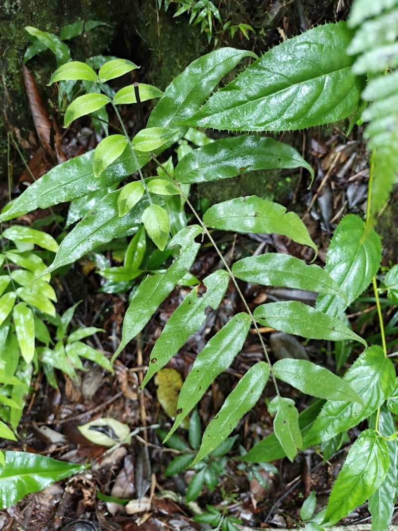 Serpocaulon crystalloneuron photo 3