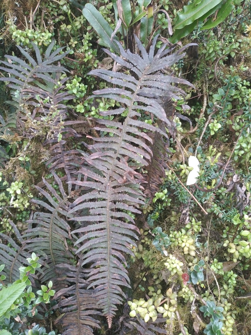 Serpocaulon crystalloneuron photo 4