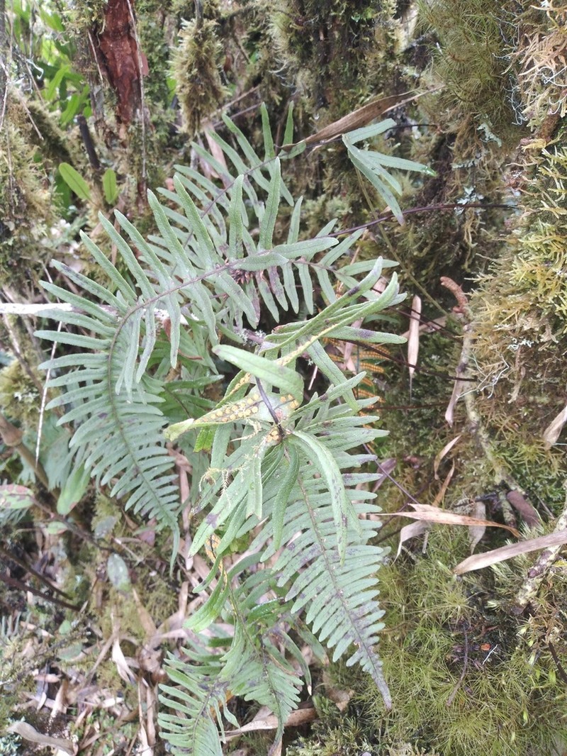 Serpocaulon crystalloneuron photo 5