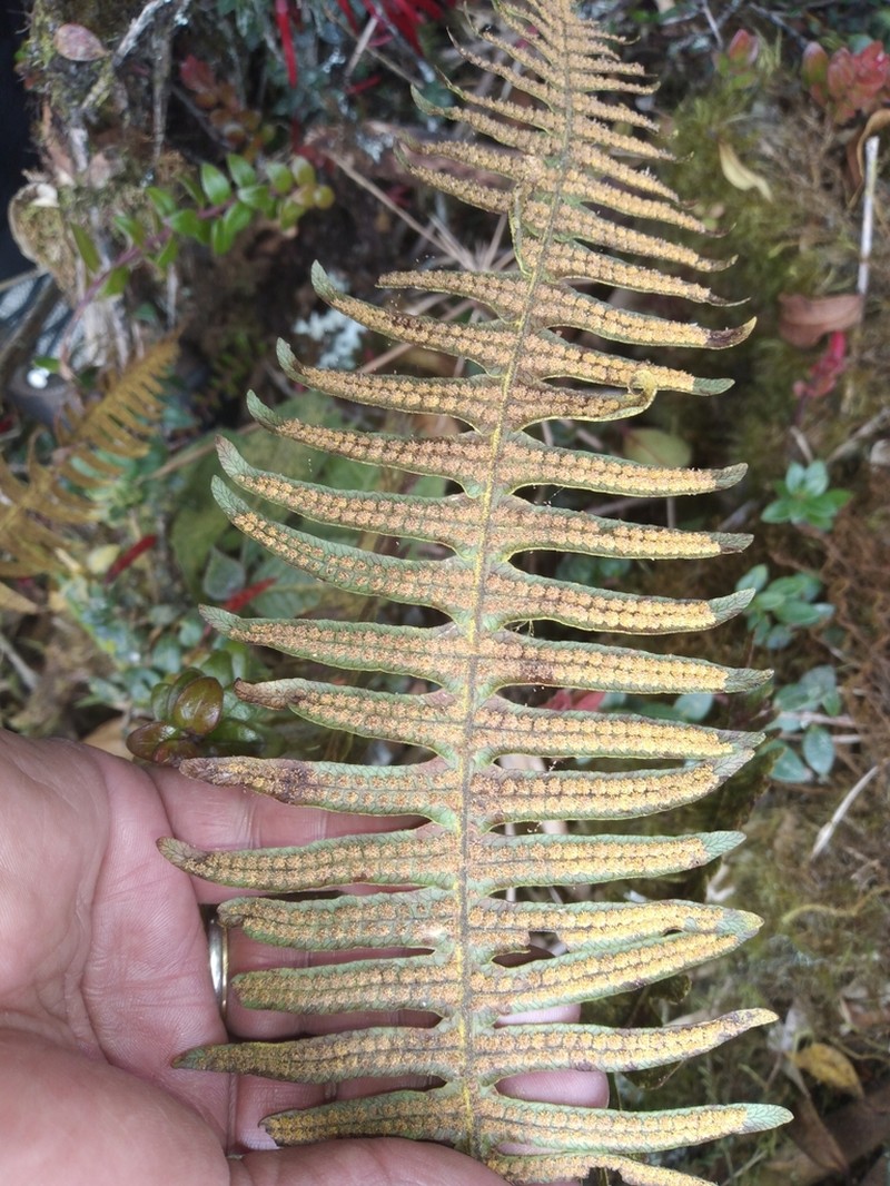 Serpocaulon crystalloneuron photo 8
