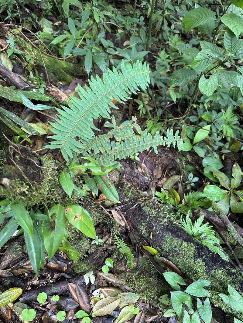 Serpocaulon dasypleuron photo 2