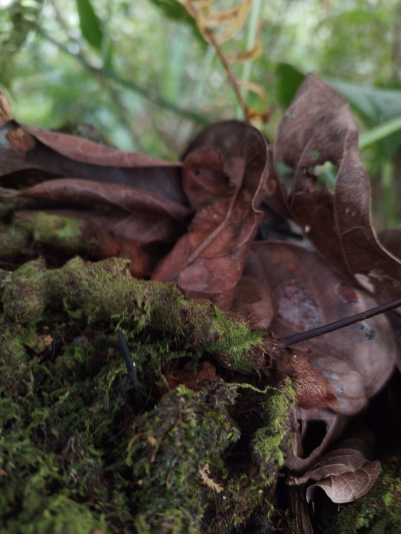 Serpocaulon dasypleuron photo 5