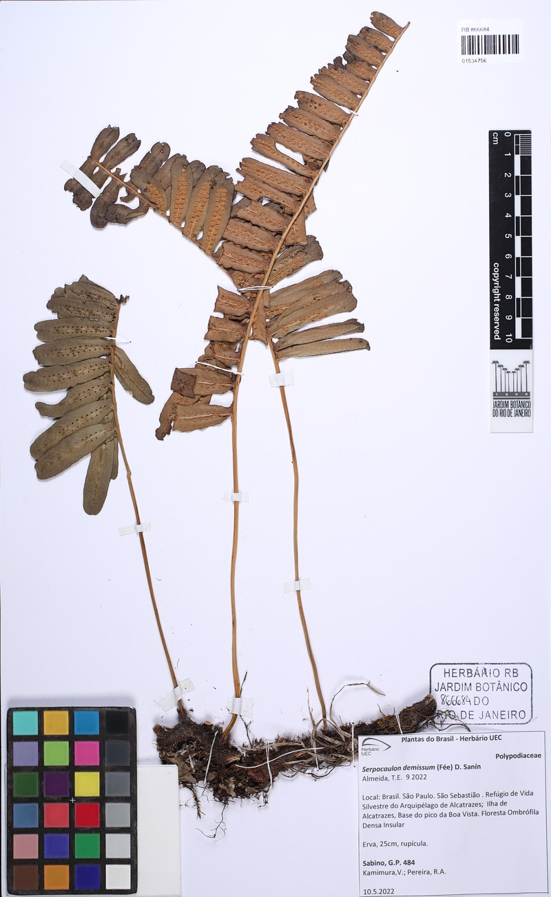 Serpocaulon demissum