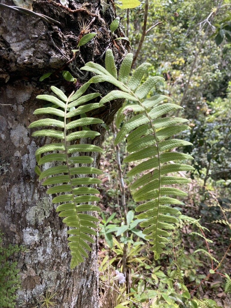 Forkvein Polypody