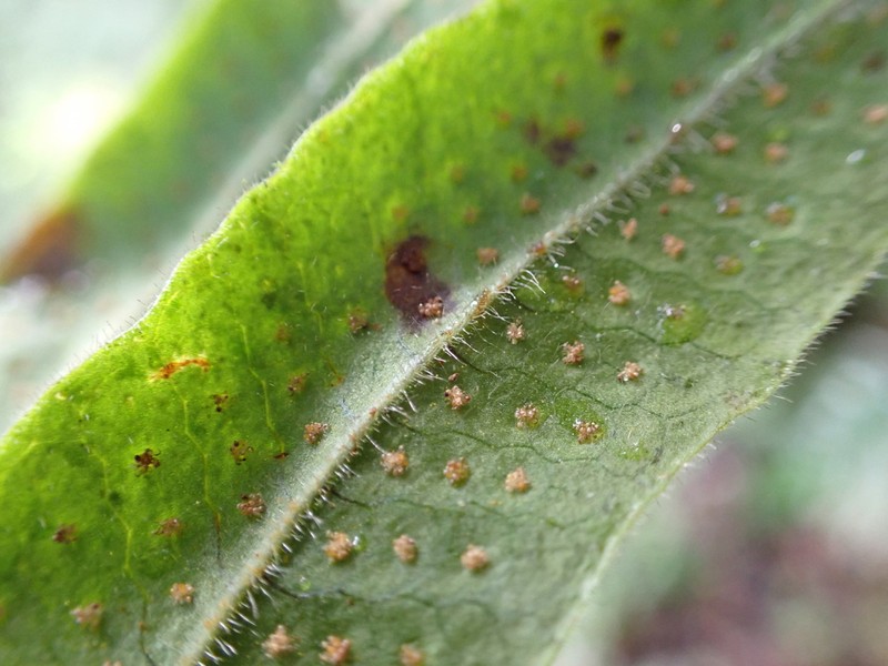 Forkvein Polypody photo 2
