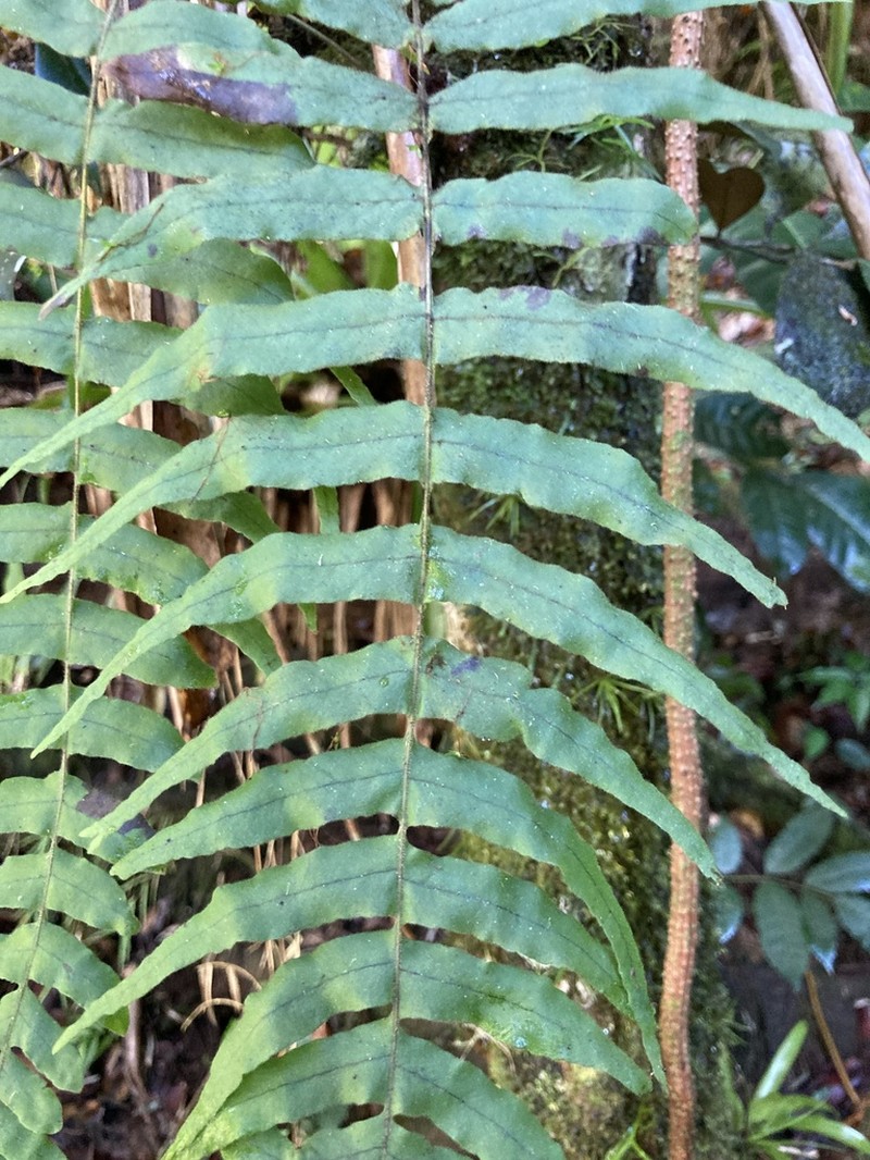 Forkvein Polypody photo 3