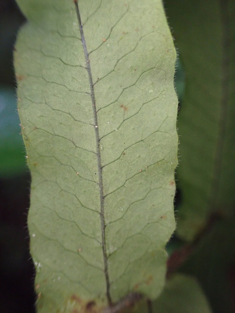 Forkvein Polypody photo 4