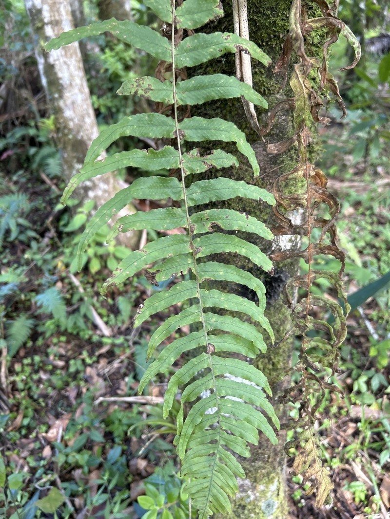 Forkvein Polypody photo 5