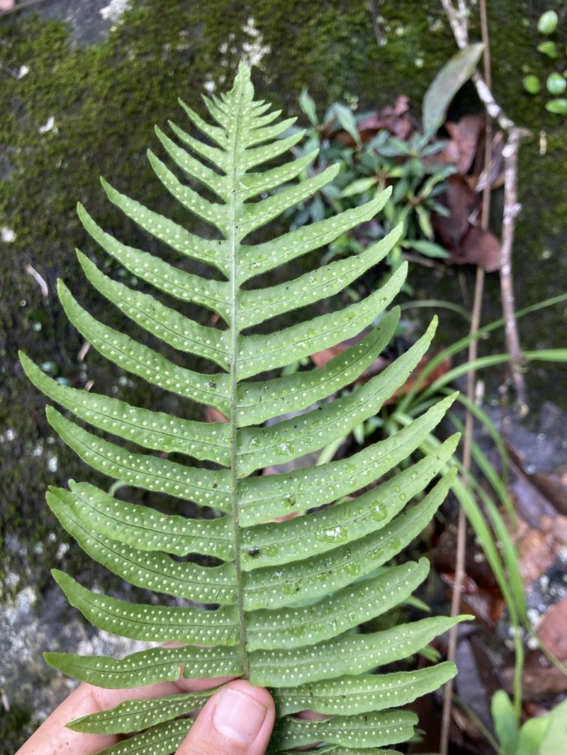 Forkvein Polypody photo 6