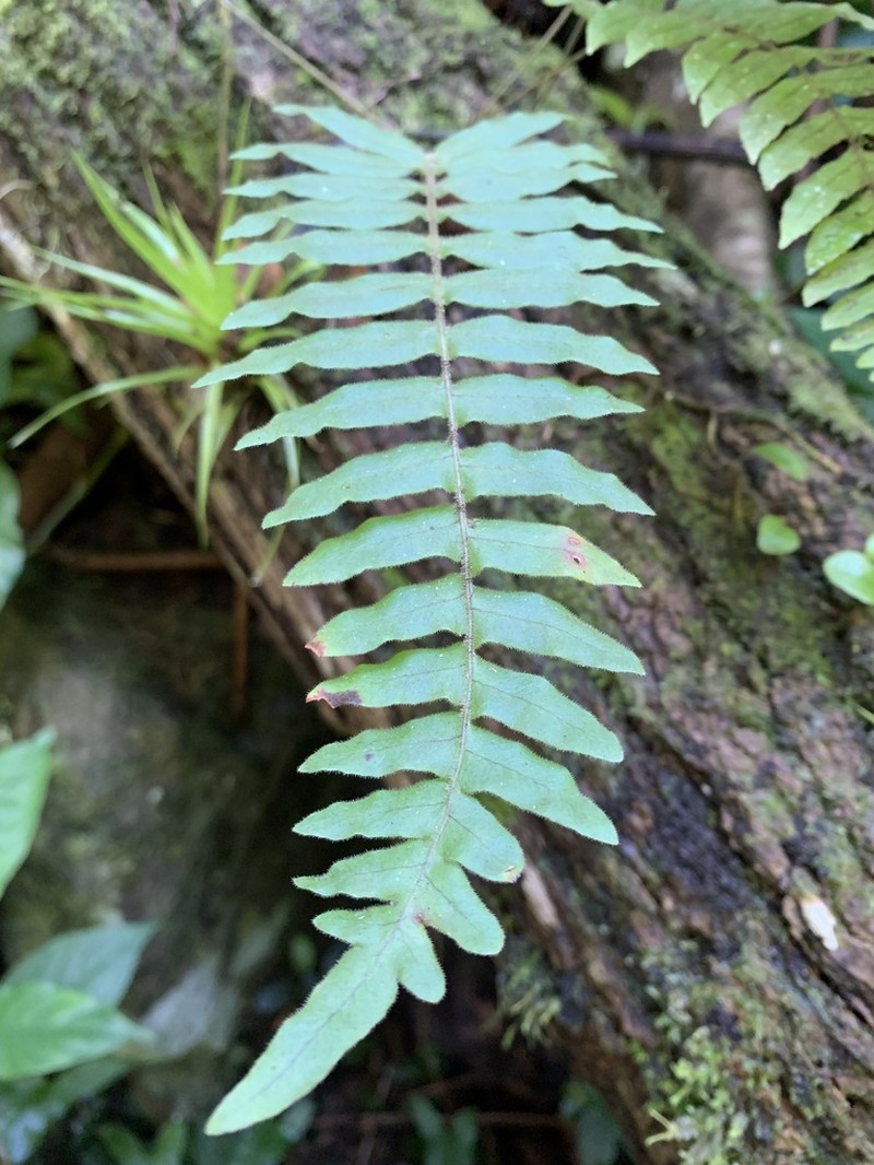 Forkvein Polypody photo 7
