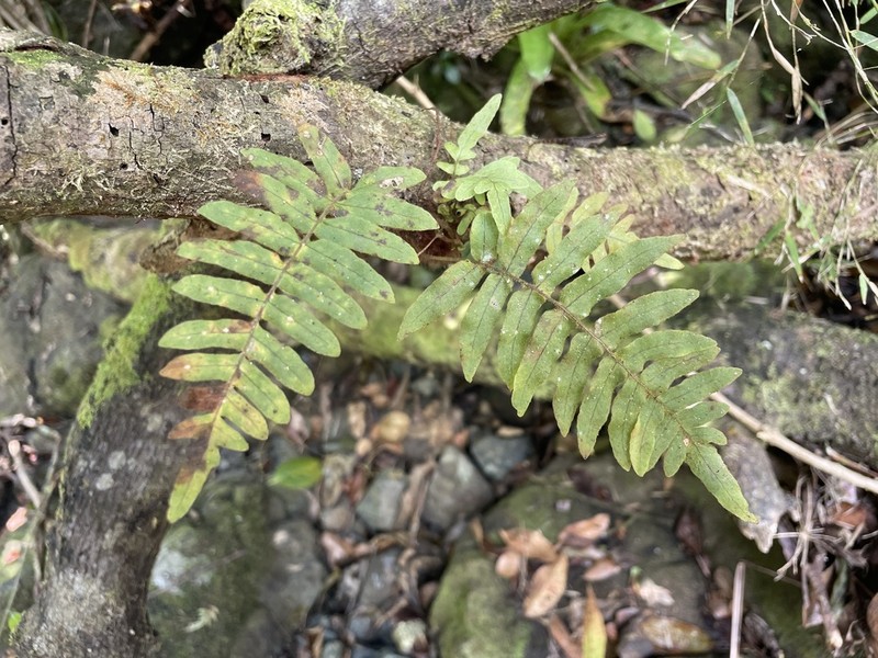 Forkvein Polypody photo 8
