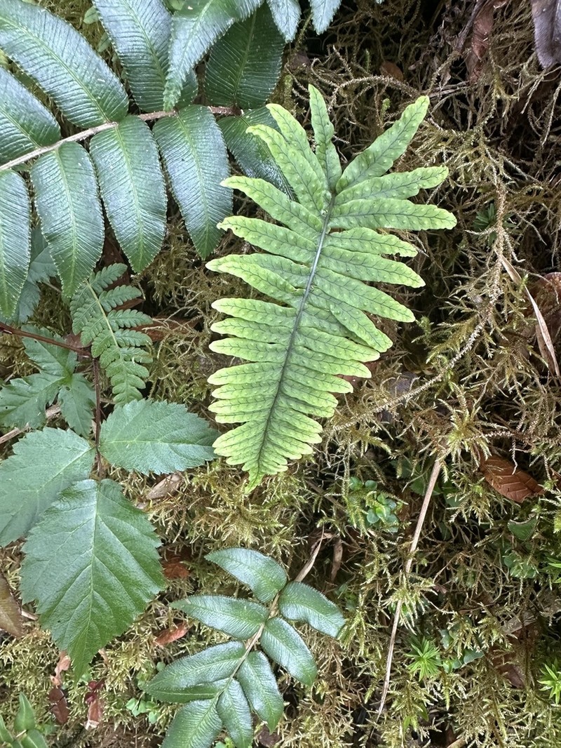 Serpocaulon eleutherophlebium photo 2