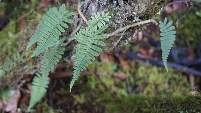 Serpocaulon eleutherophlebium photo 3