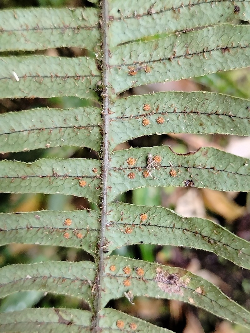 Serpocaulon eleutherophlebium photo 8