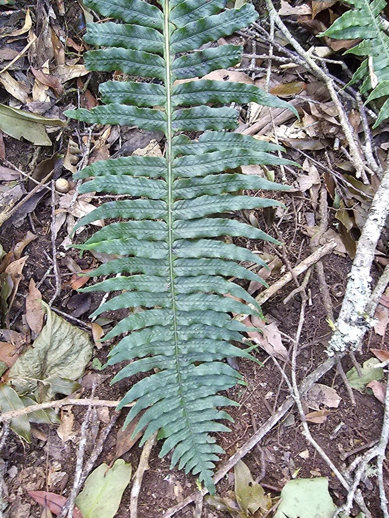 Serpocaulon falcaria