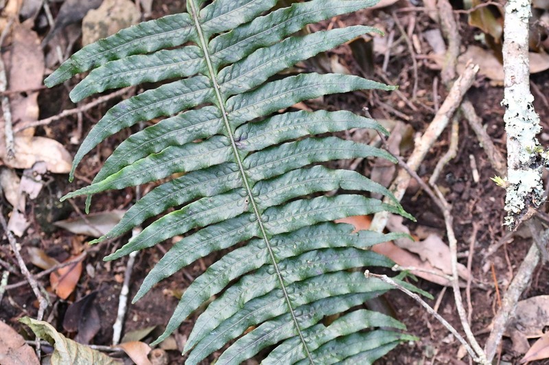 Serpocaulon falcaria photo 2