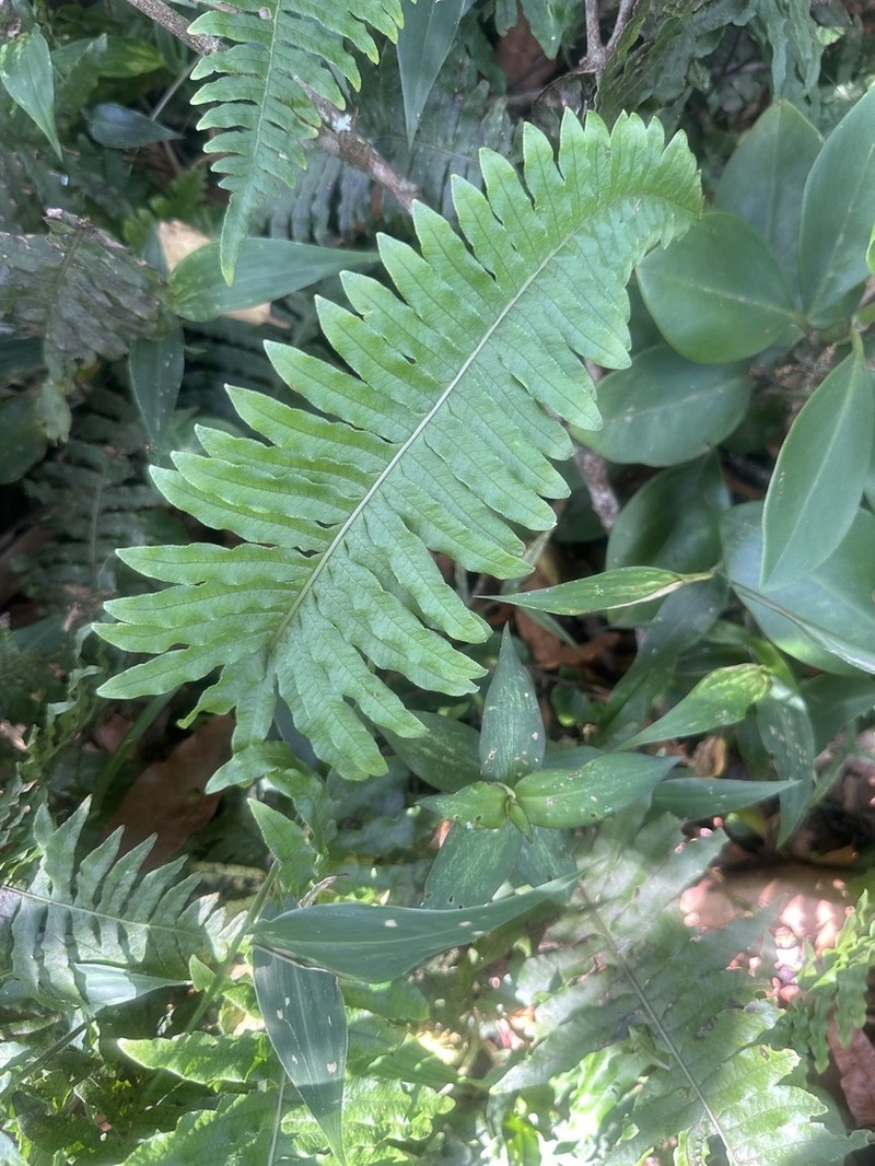 Serpocaulon falcaria photo 4