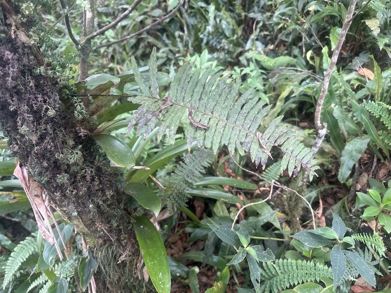 Serpocaulon falcaria photo 5