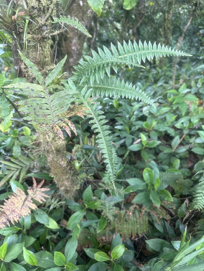 Serpocaulon falcaria photo 6