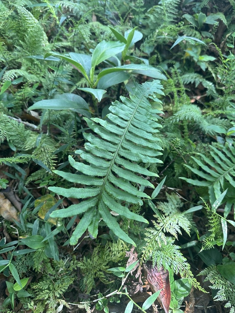 Serpocaulon falcaria photo 8
