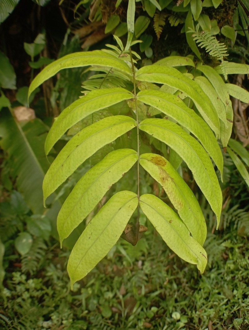 Serpocaulon fraxinifolium photo 2