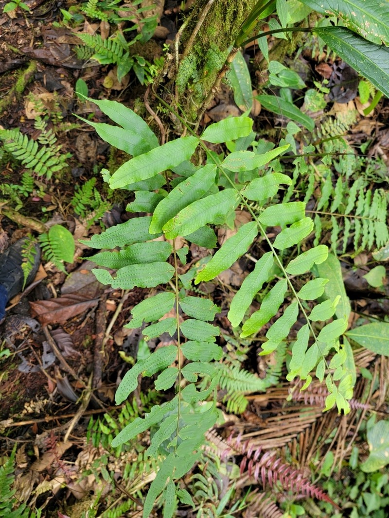 Serpocaulon fraxinifolium photo 3