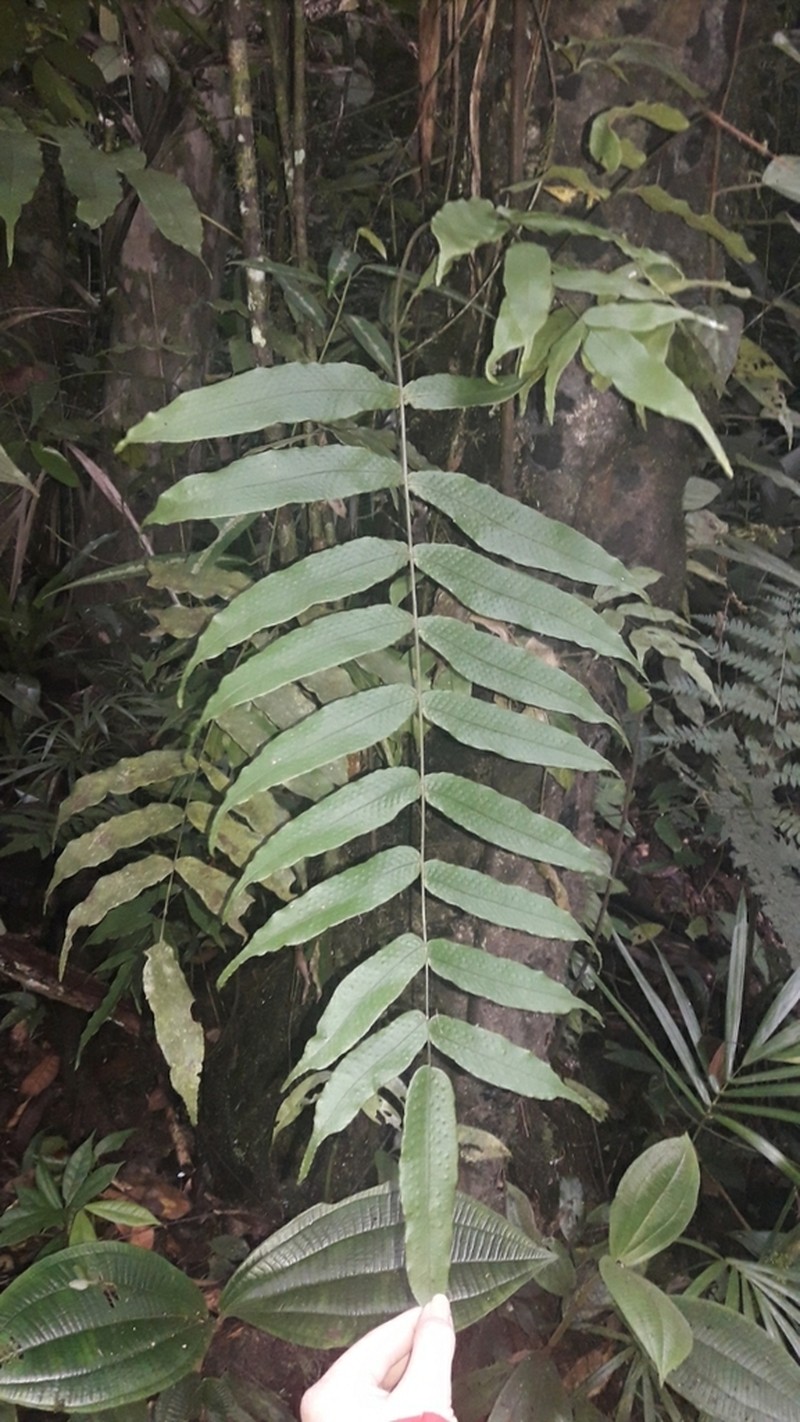 Serpocaulon fraxinifolium photo 4