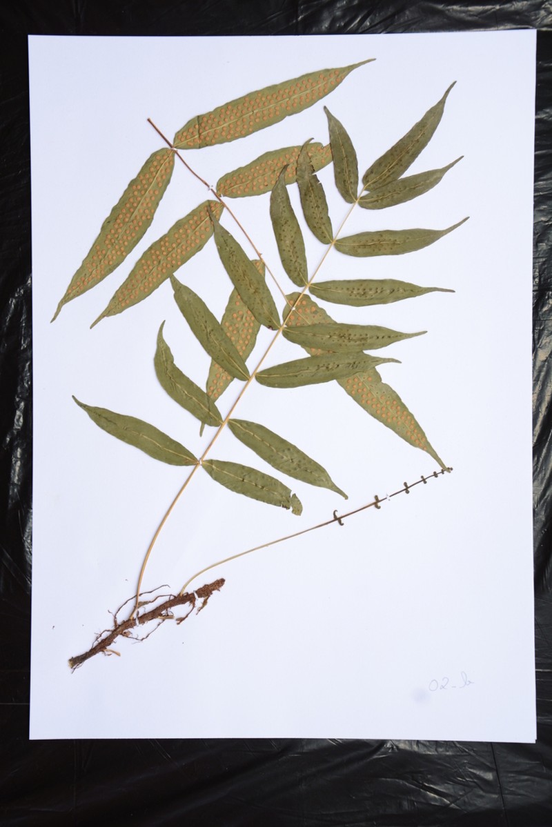 Serpocaulon fraxinifolium photo 5