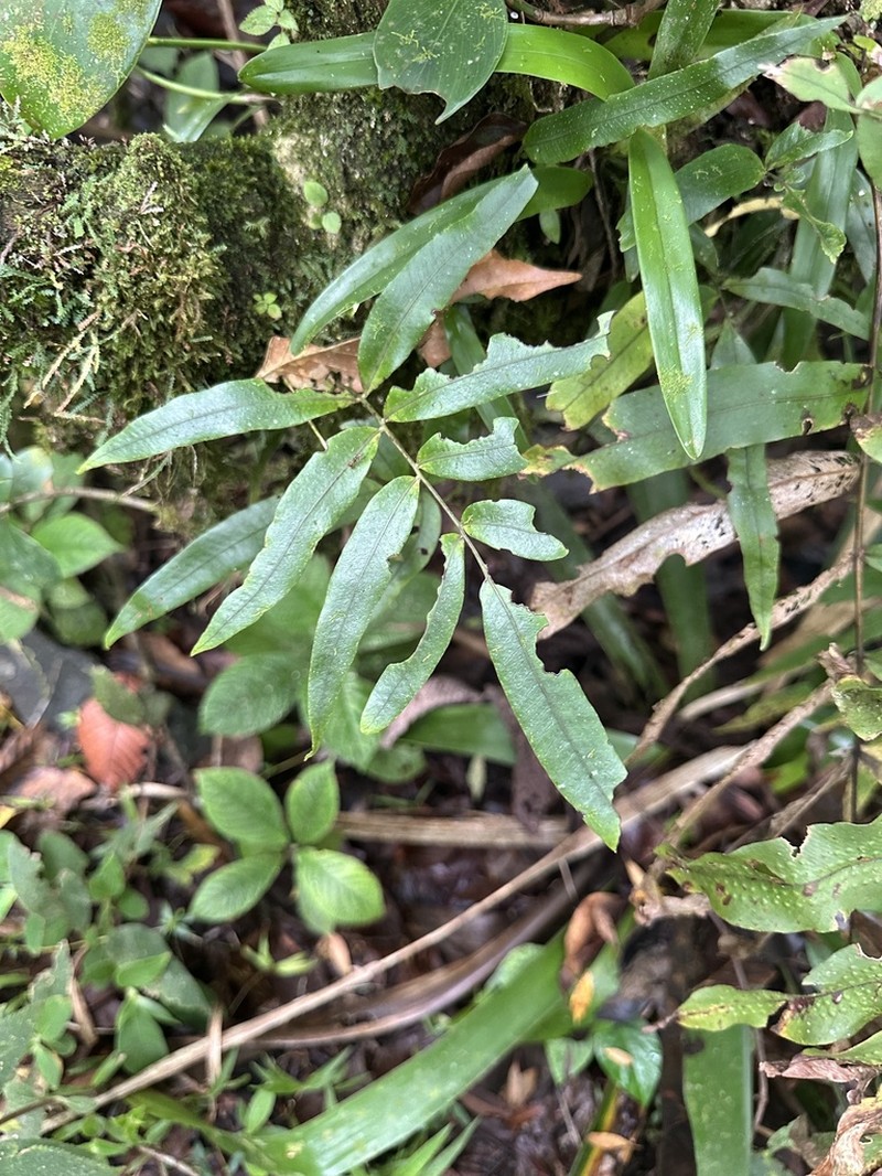 Serpocaulon fraxinifolium photo 8