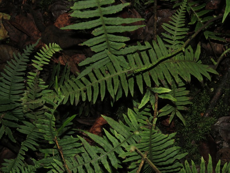 Serpocaulon funckii