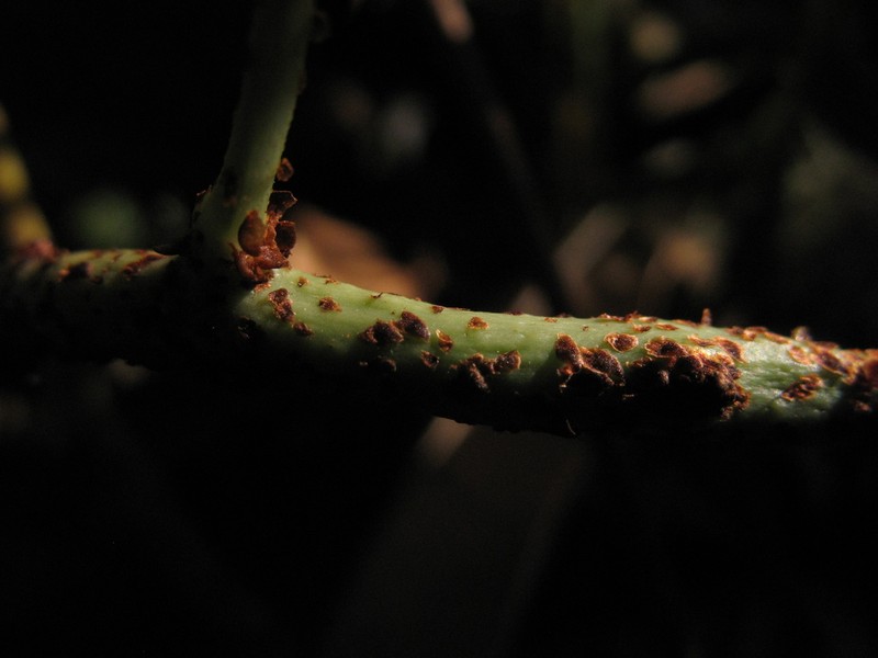 Serpocaulon funckii photo 2