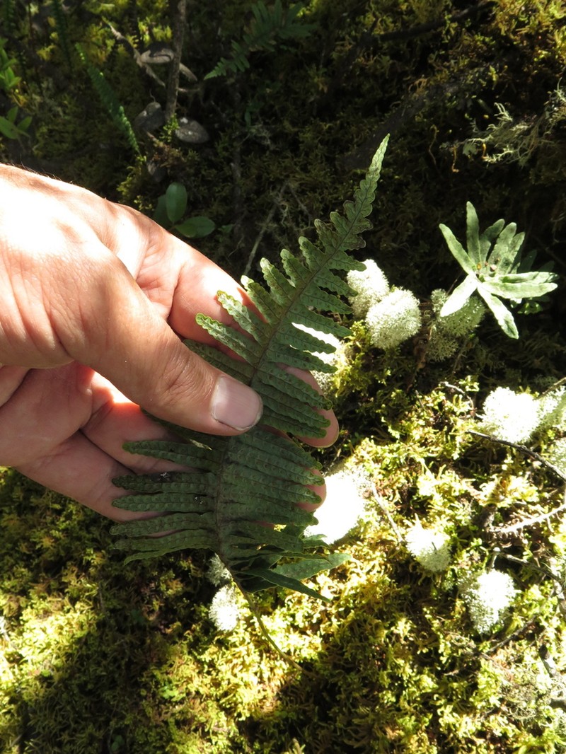 Serpocaulon funckii photo 3