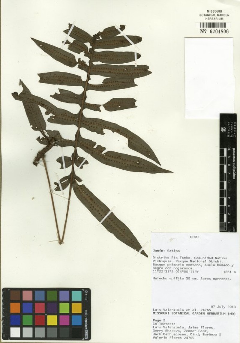 Serpocaulon intricatum