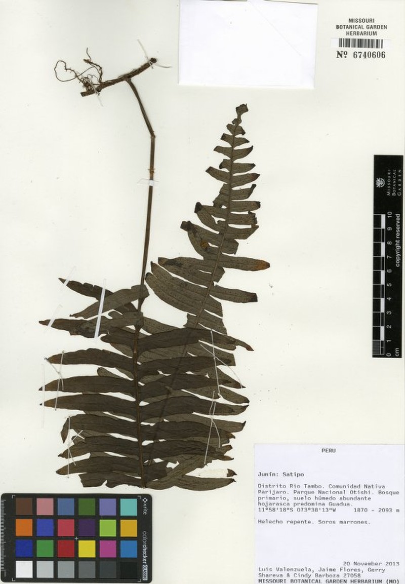 Serpocaulon intricatum photo 2