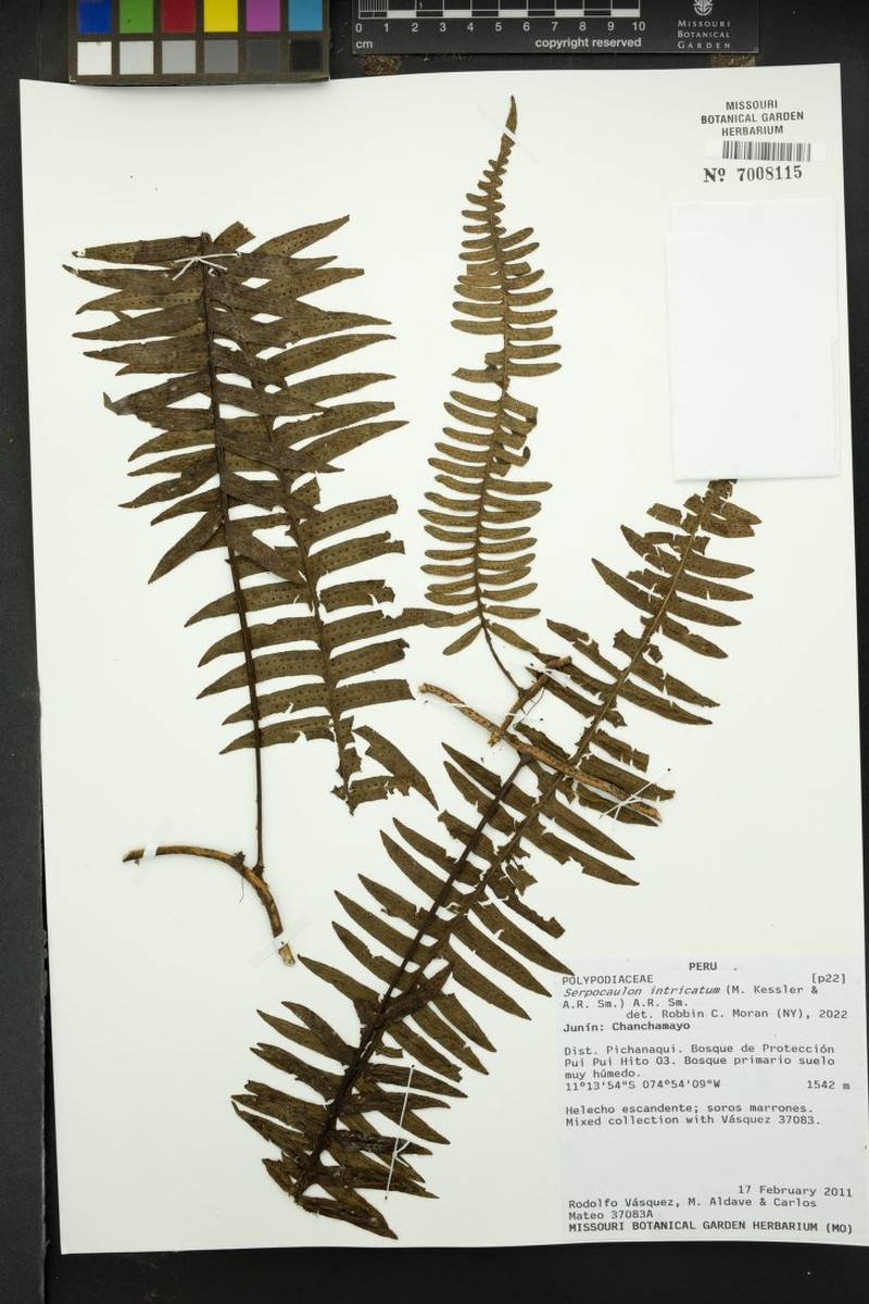 Serpocaulon intricatum photo 3