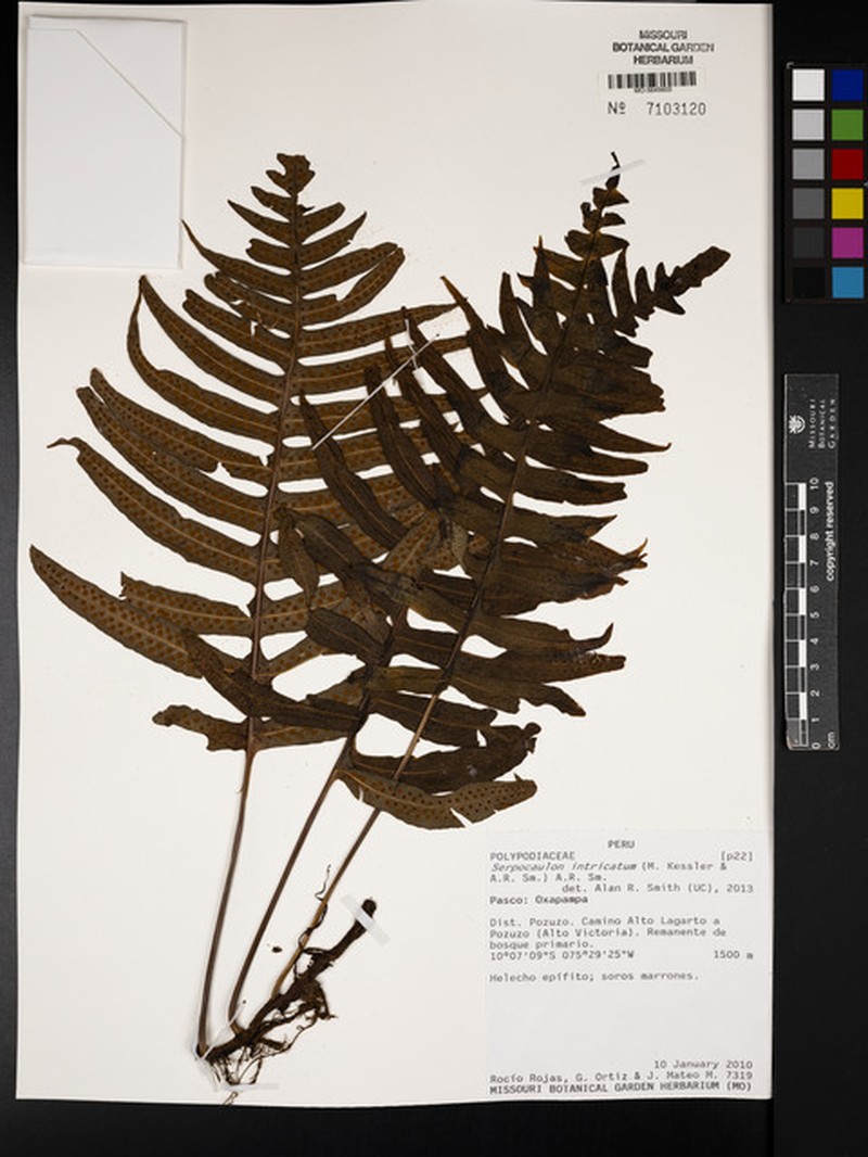 Serpocaulon intricatum photo 4