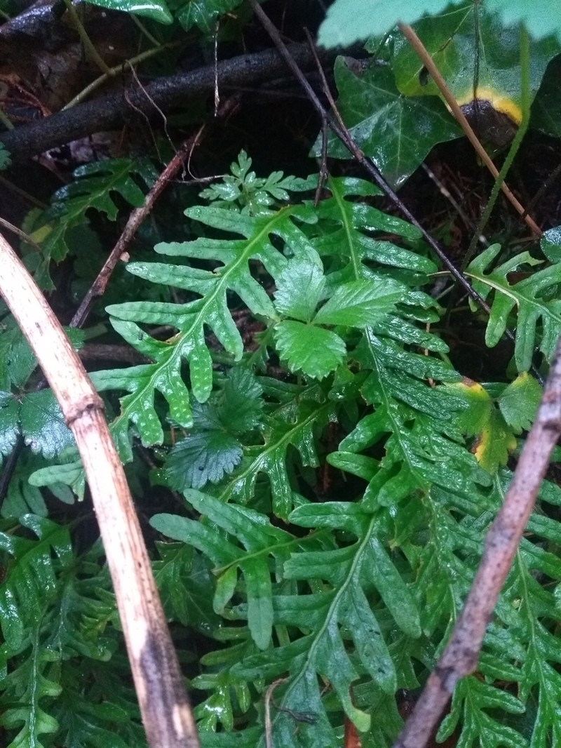 Serpocaulon lasiopus