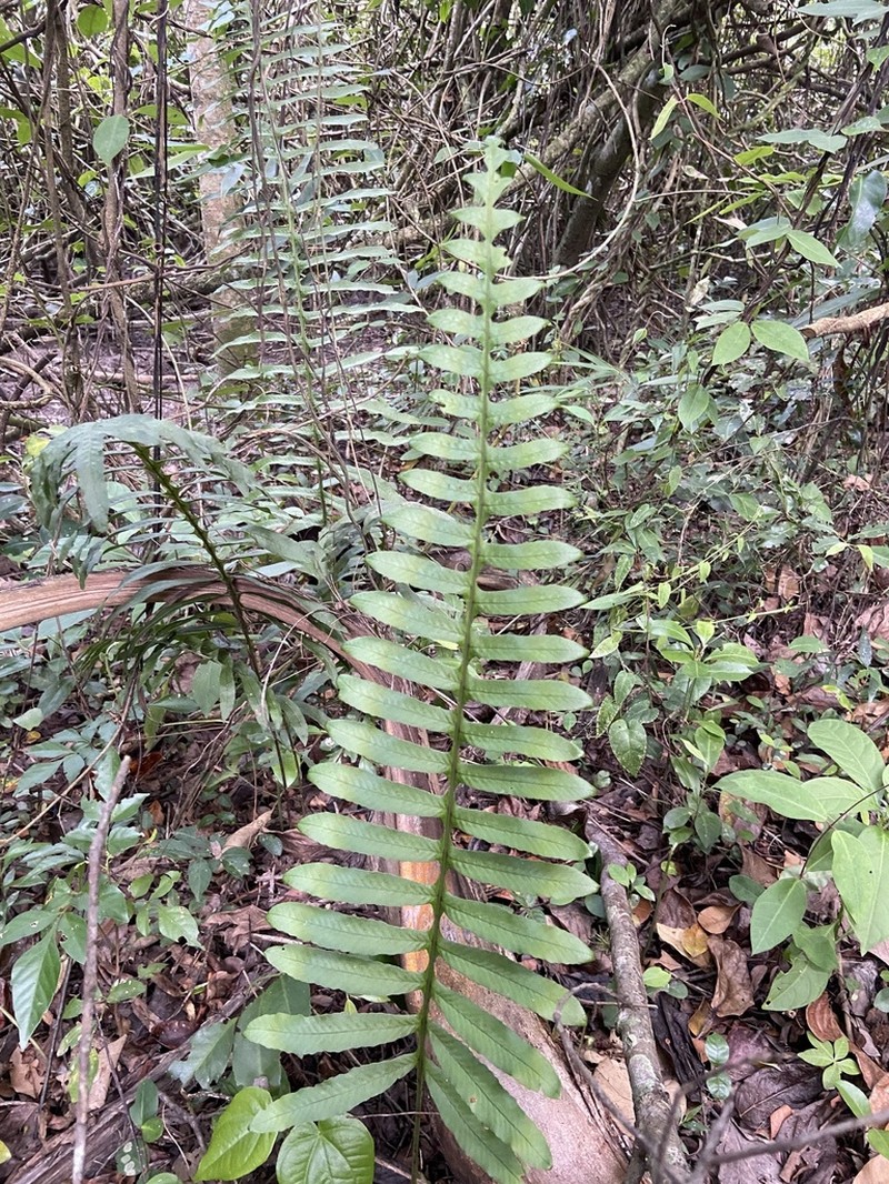 Serpocaulon latipes