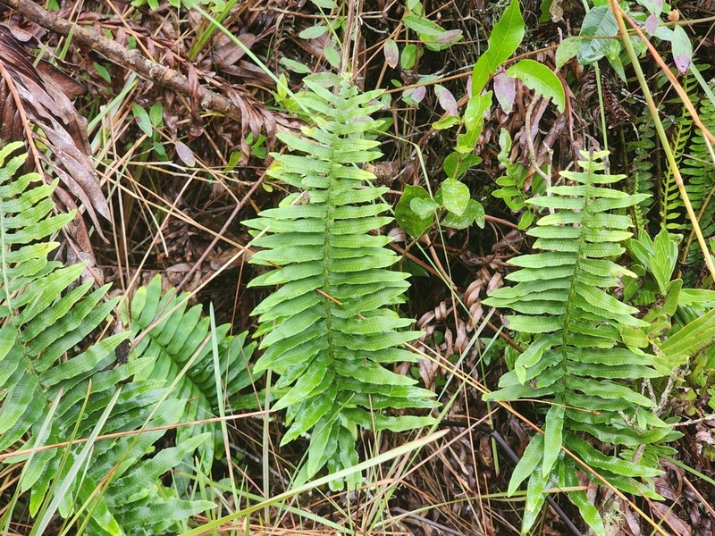 Serpocaulon latipes photo 2