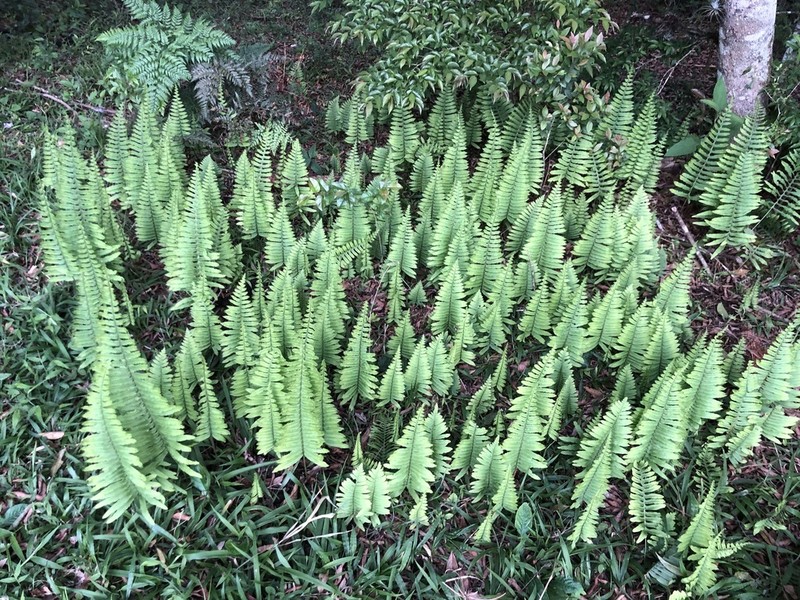 Serpocaulon latipes photo 4