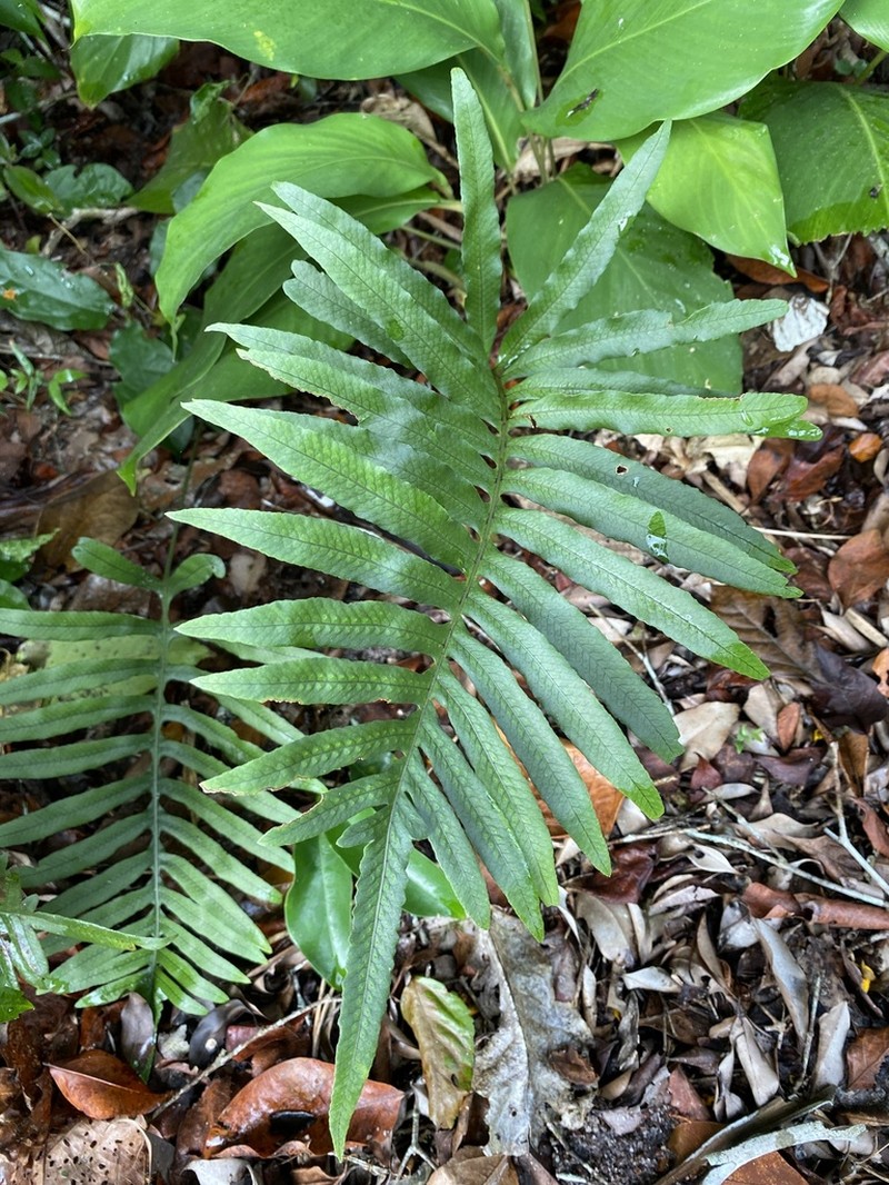 Serpocaulon latipes photo 5