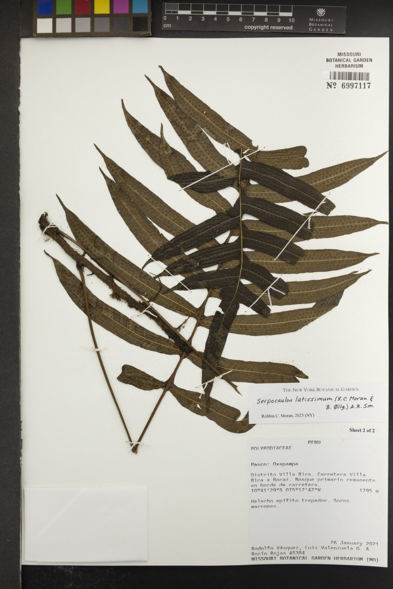 Serpocaulon latissimum