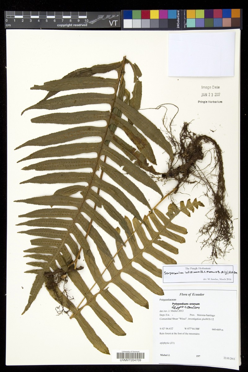 Serpocaulon latissimum photo 2