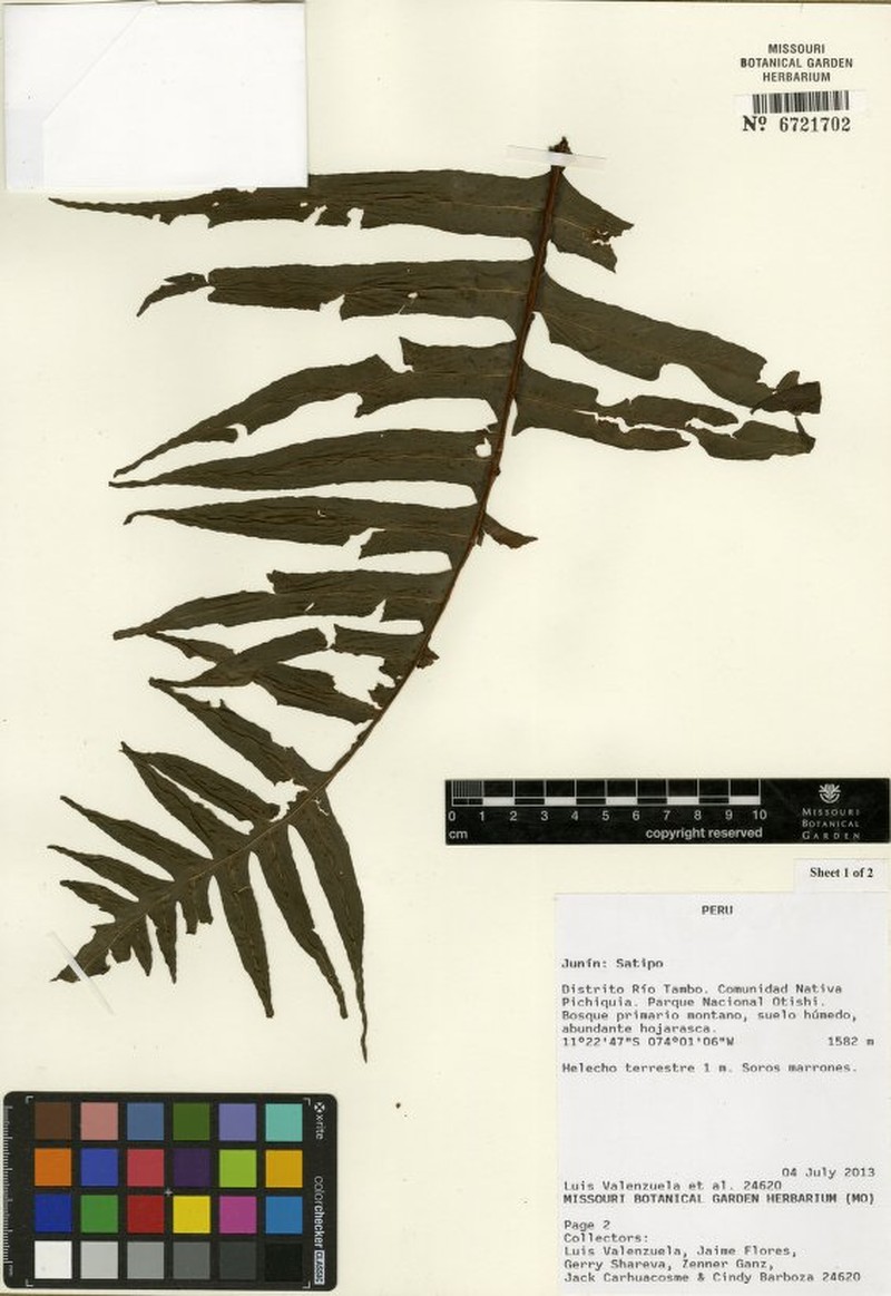 Serpocaulon latissimum photo 3