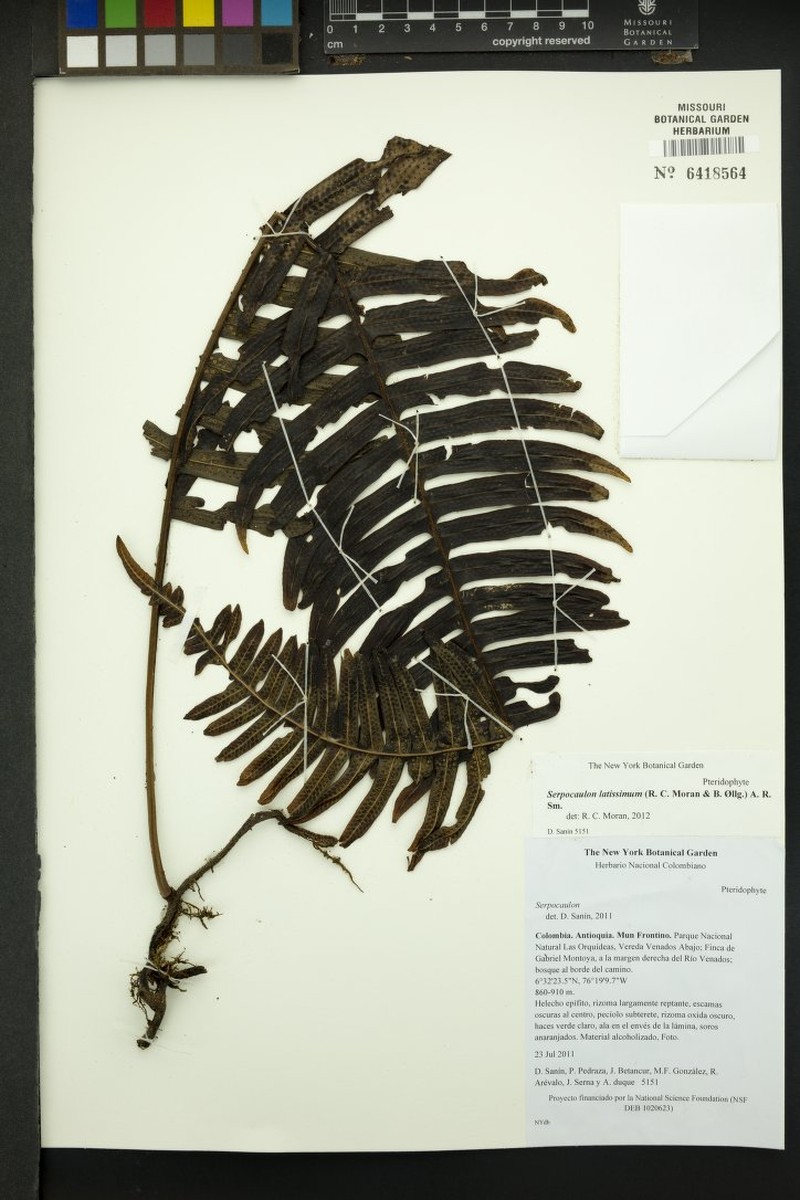 Serpocaulon latissimum photo 4